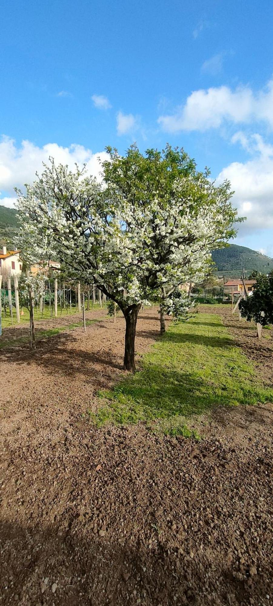 La Tenuta Di Eva Pisa Buitenkant foto