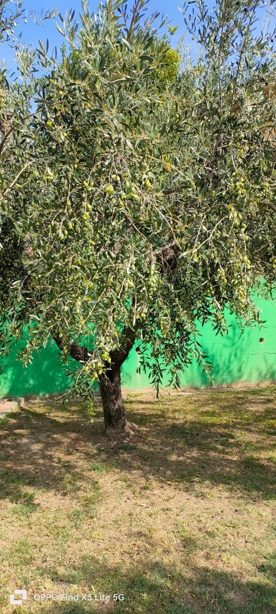 La Tenuta Di Eva Pisa Buitenkant foto