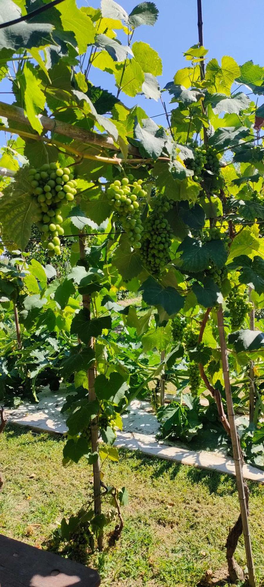 La Tenuta Di Eva Pisa Buitenkant foto